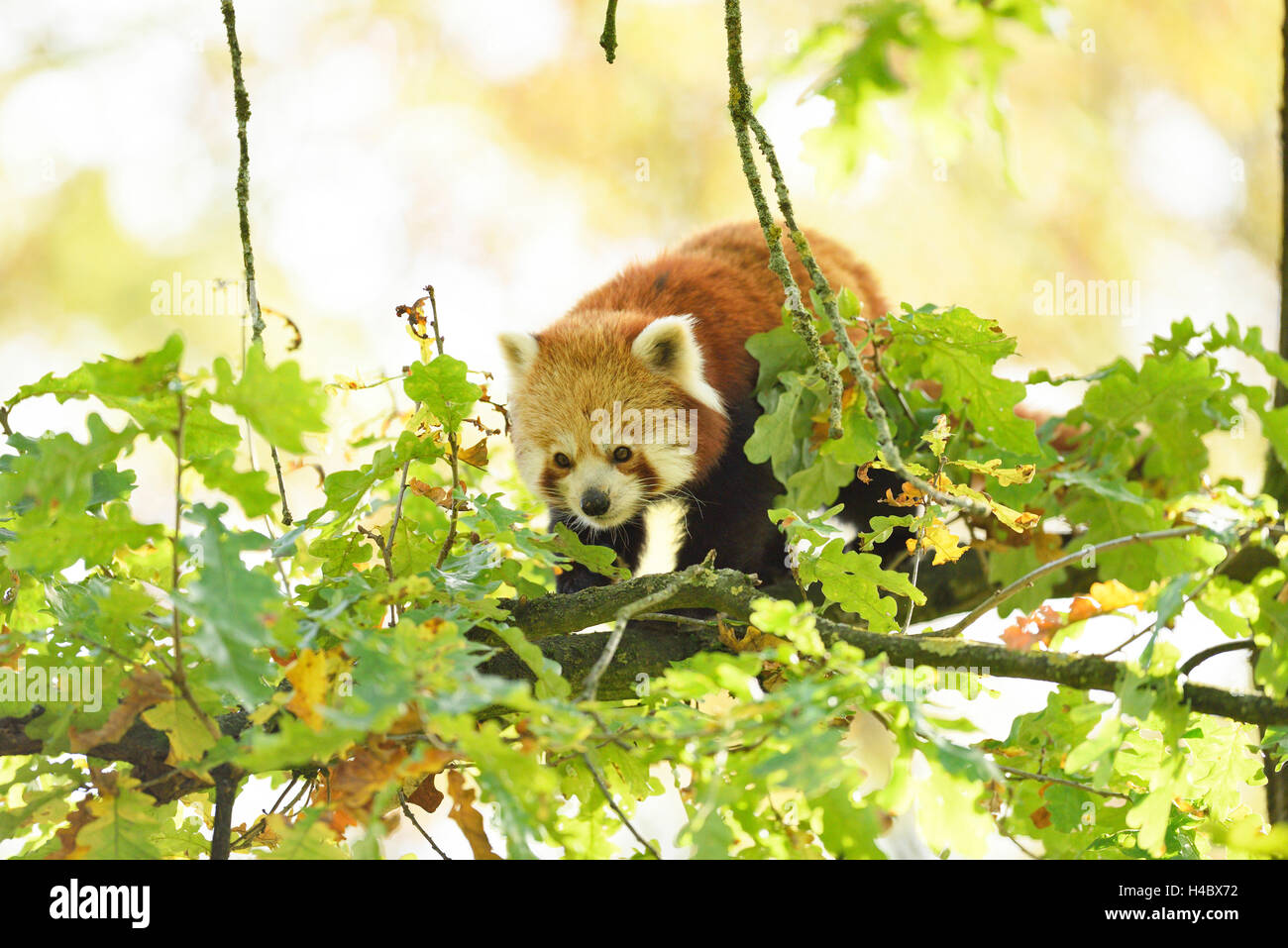 Roter Panda Ailurus Fulgens, Baum, Zweige, Seitenansicht, Klettern Stockfoto