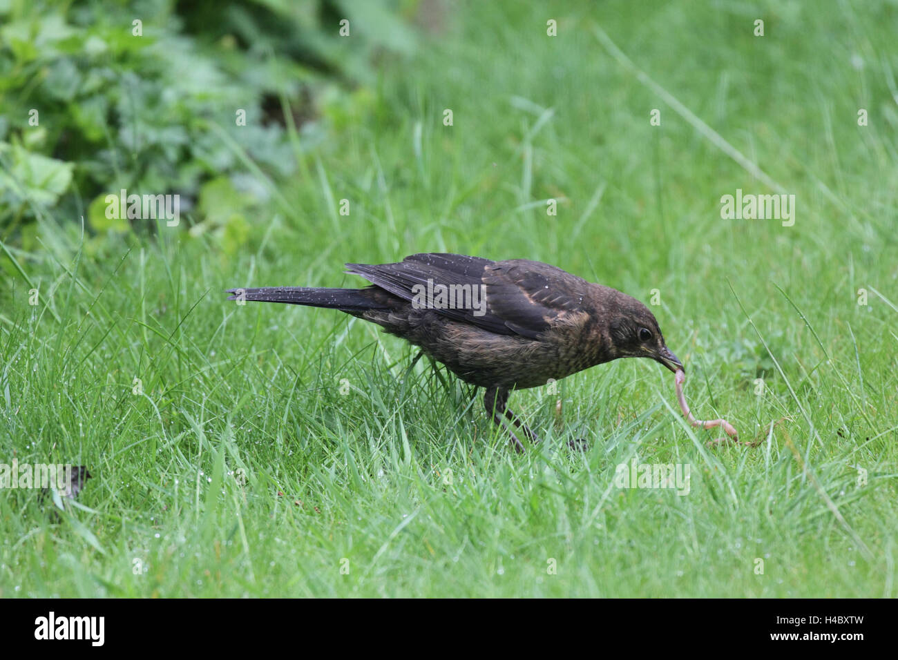 Weibliche Turdus Merula Amsel Stockfoto