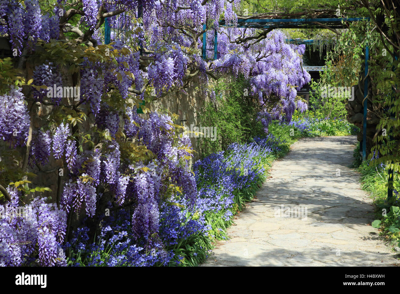 Japanische Wisteria Hain, Wisteria floribunda Stockfoto