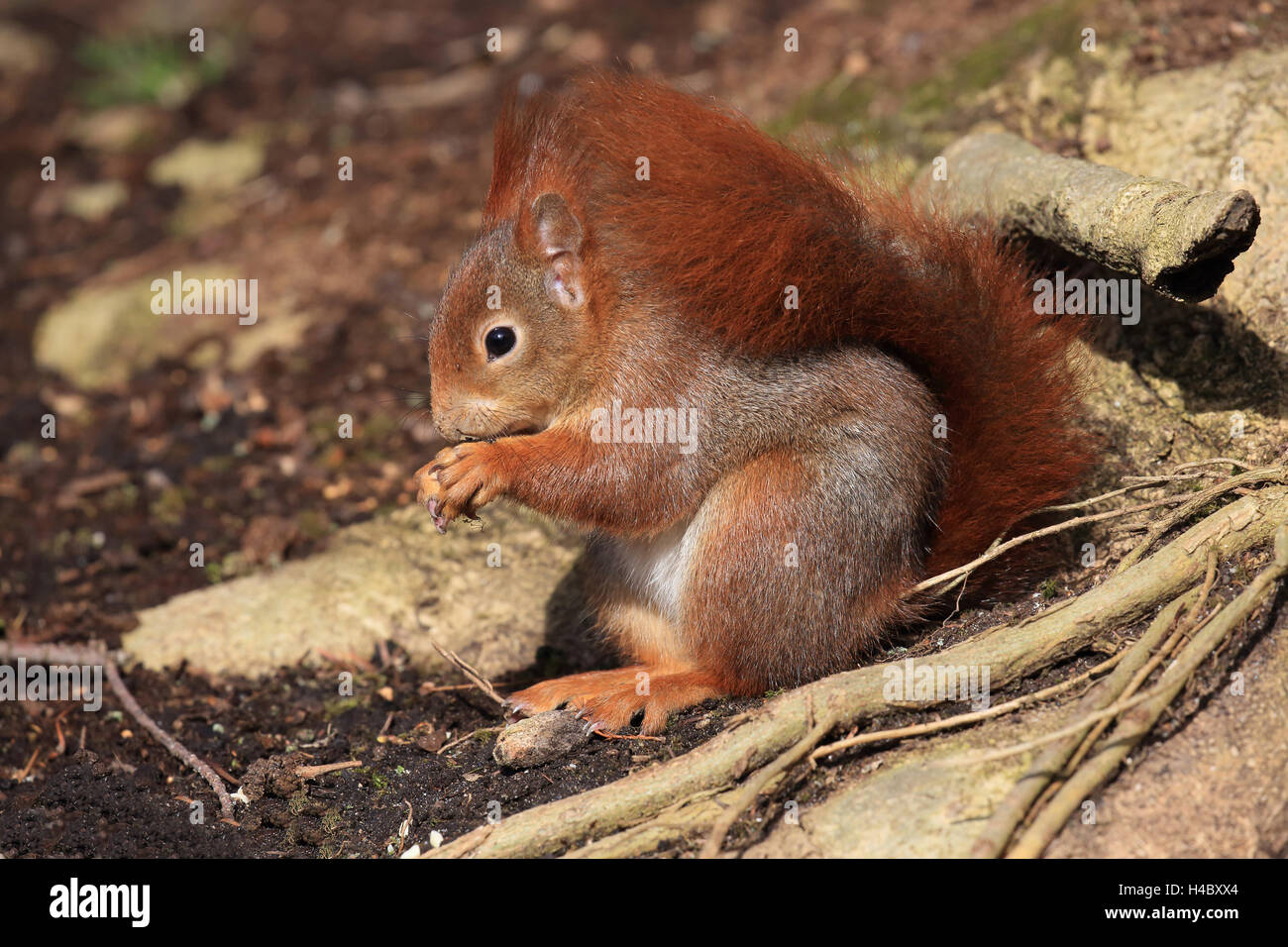 Eichhörnchen Sciurus vulgaris Stockfoto