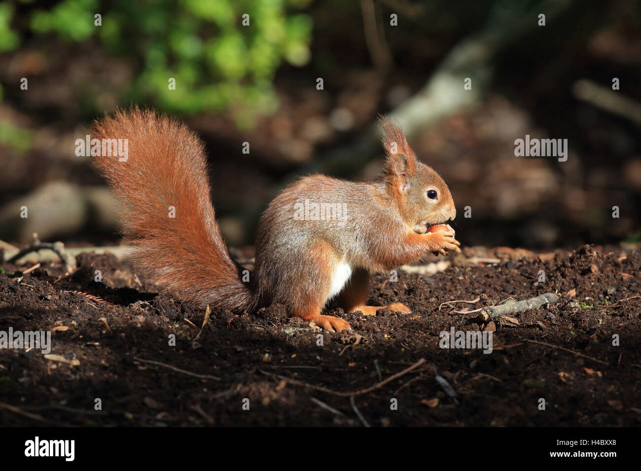 Eichhörnchen Sciurus vulgaris Stockfoto
