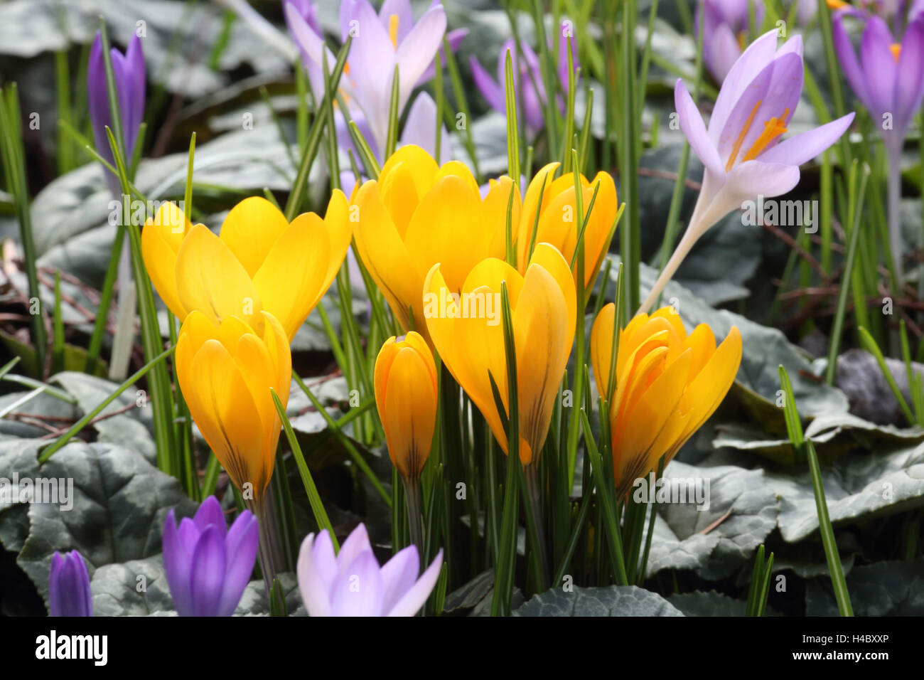 Gelber Krokus Crocus chrysanthus Stockfoto