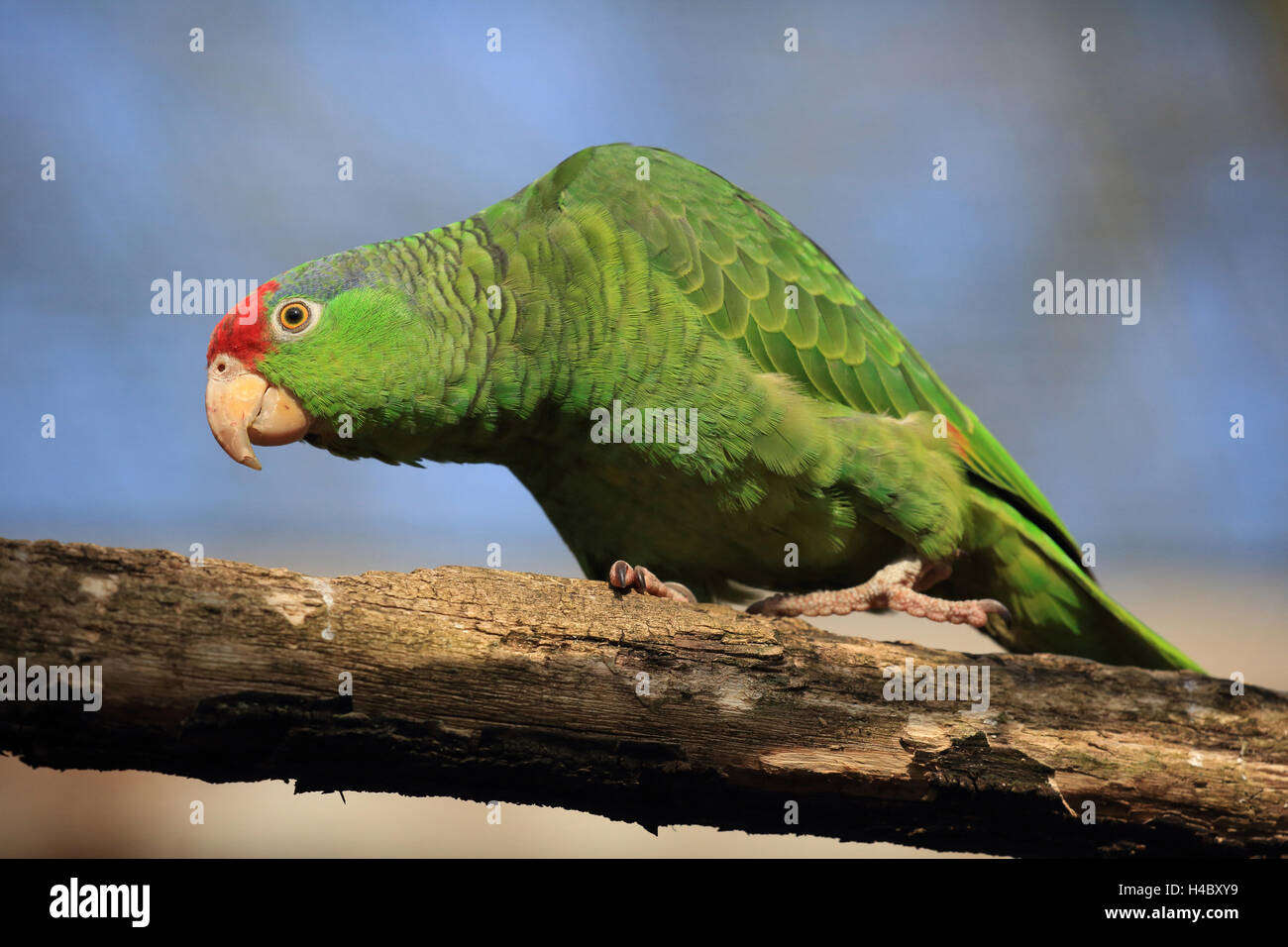 Rot-gekrönter Amazon, Amazona viridigenalis Stockfoto