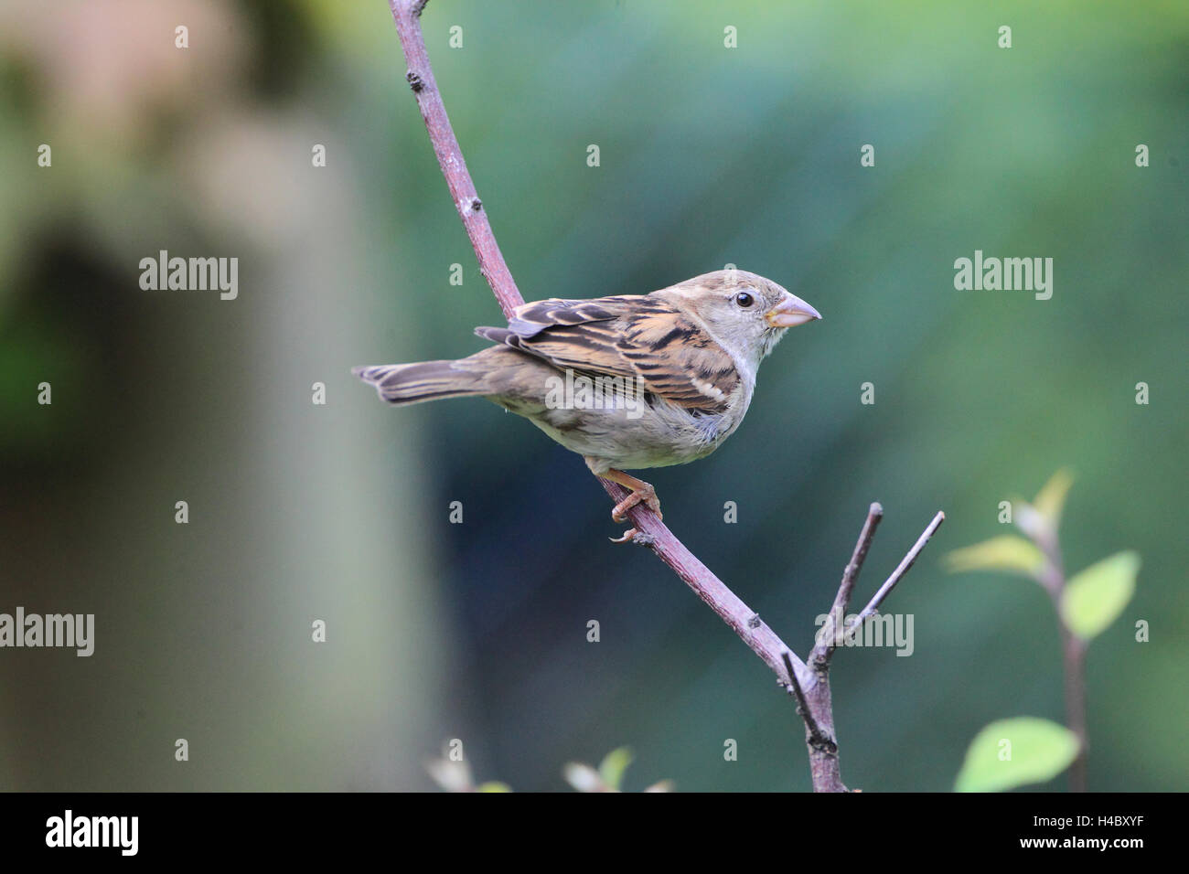 Haussperling weibliche Passer domesticus Stockfoto