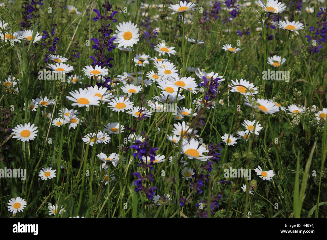 Wiese mit Gänseblümchen Ochsen-Auge und Salbei, Chrysanthemum leucanthemum Stockfoto