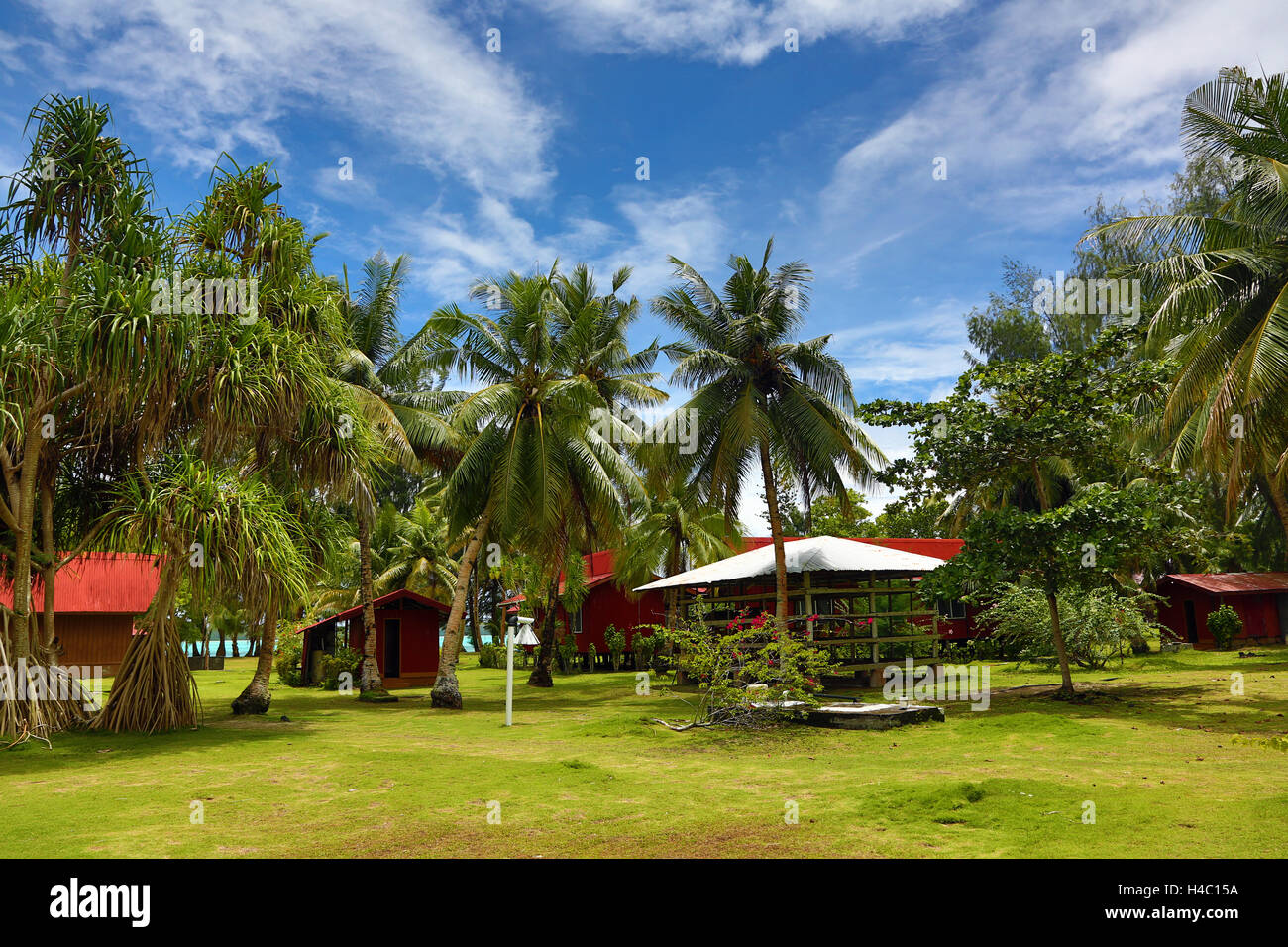 Palmen am Carp Island Dive Resort, Carp Island, Republik Palau, Mikronesien, Pazifik Stockfoto