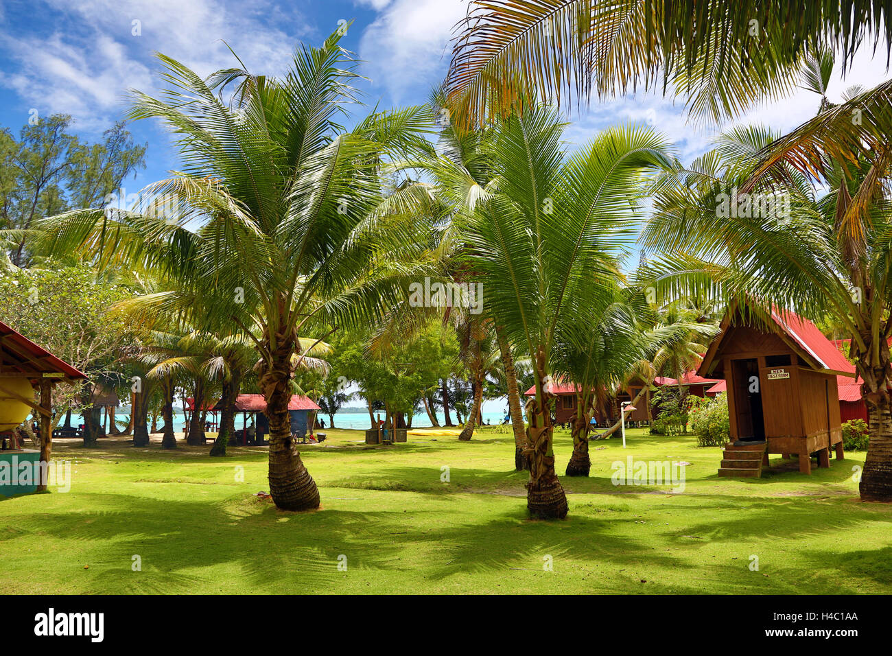 Palmen am Carp Island Dive Resort, Carp Island, Republik Palau, Mikronesien, Pazifik Stockfoto