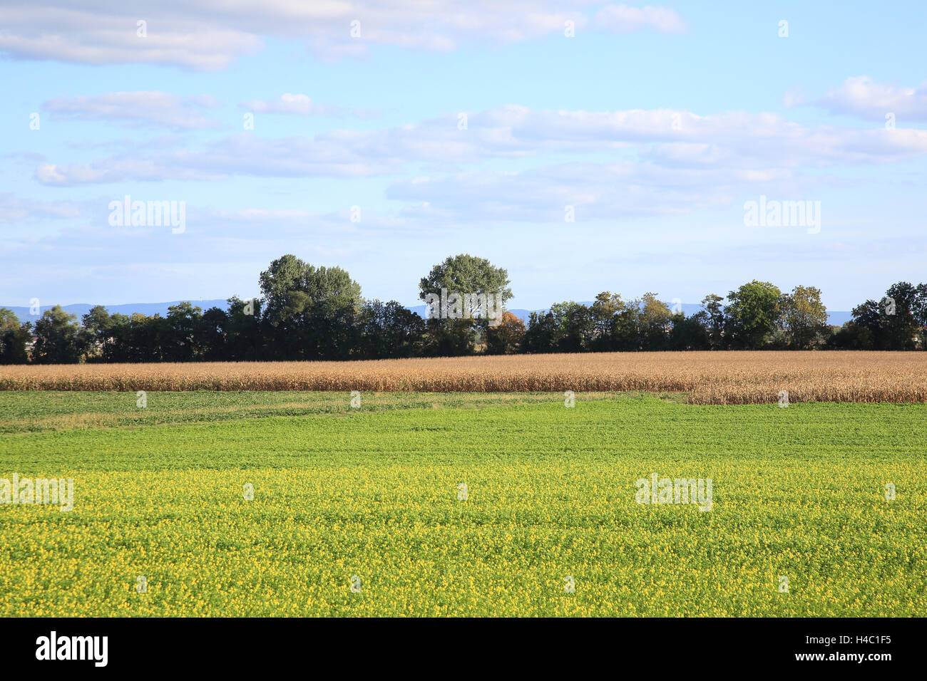 Feld-Landschaft mit Rapsfeld Stockfoto