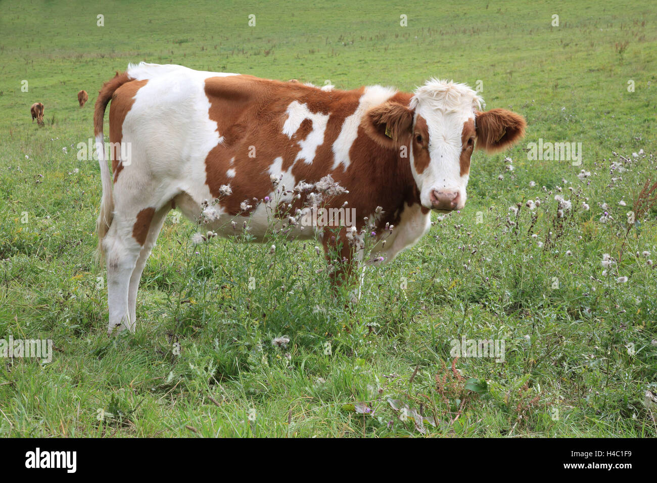 Kuh auf der Weide Stockfoto