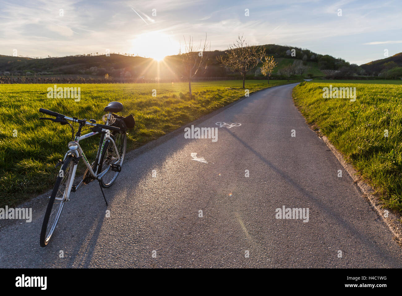 Straße, Fahrrad, Kirschblüte am Fuße des das Leithagebirge zwischen Donnerskirchen und Purbach, an die Kirschblüte Zyklus Track, Burgenland, Österreich, Europa, Stockfoto