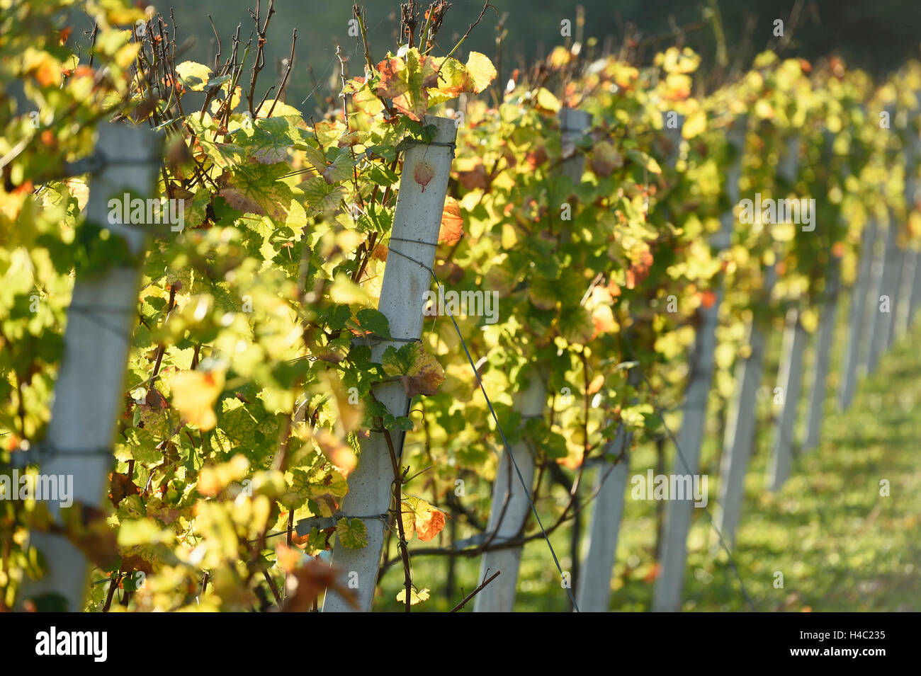 Gemeinsamen Weinrebe Vitis Vinifera, Weinberg, Blätter, Gegenlicht, Herbst Stockfoto