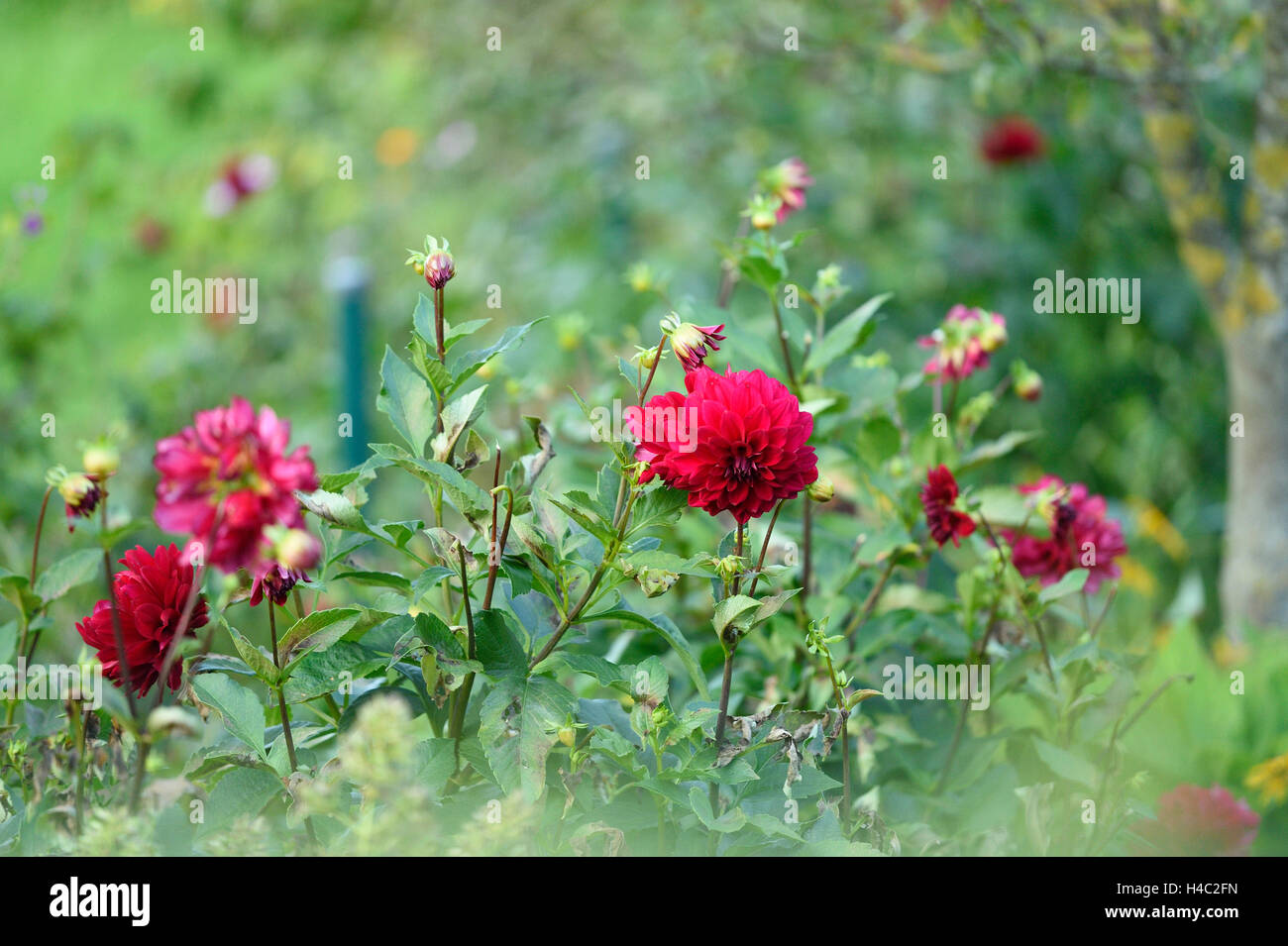 Dahlie, Dahlia X hortensis, Nahaufnahme, Blüte, Herbst Stockfoto