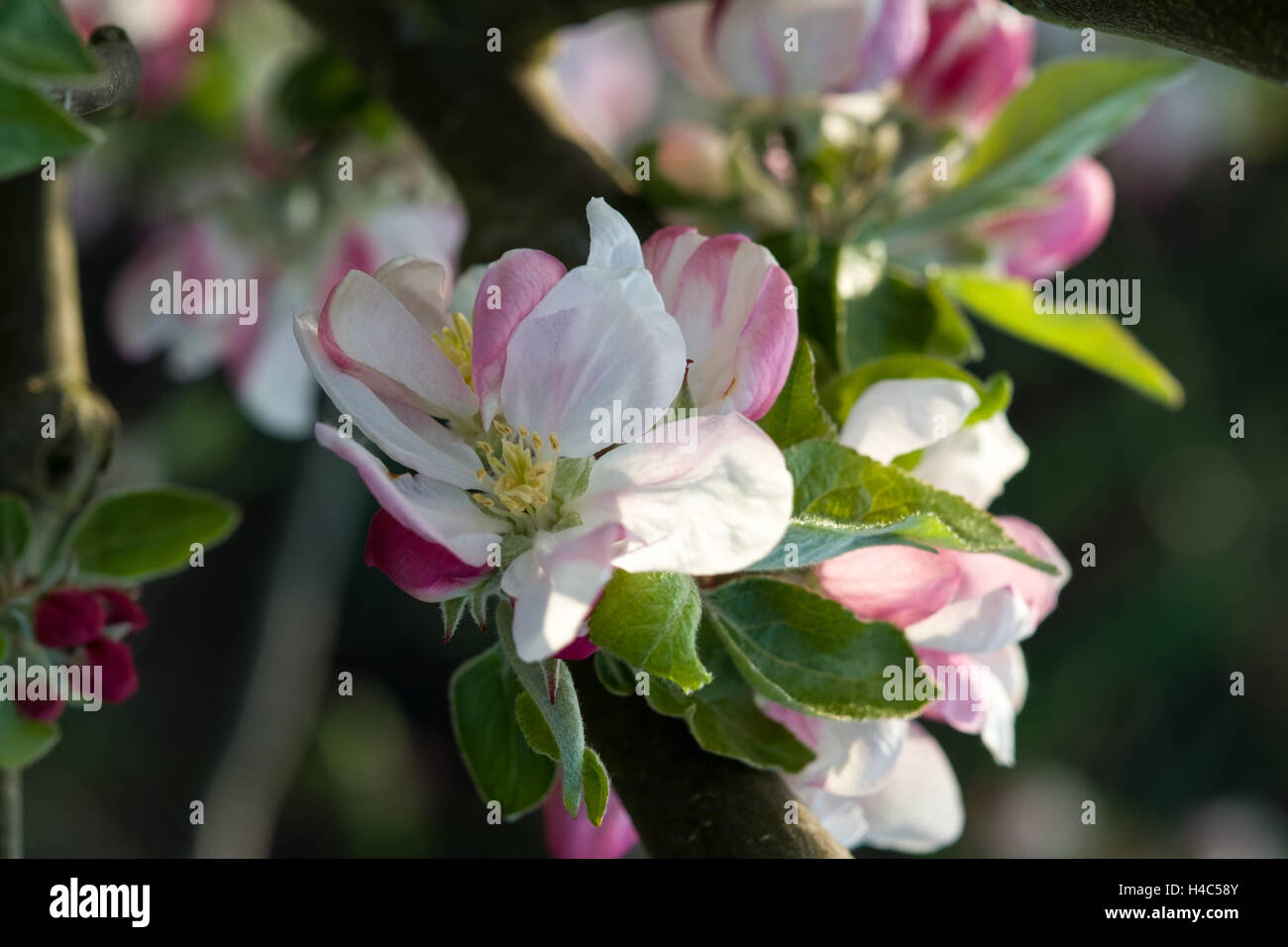 Apfelblüte Stockfoto