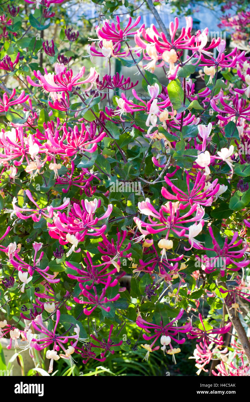 Lonicera Periclymenum 'Belgica', frühen niederländischen Geißblatt, niederländische woodbine Stockfoto