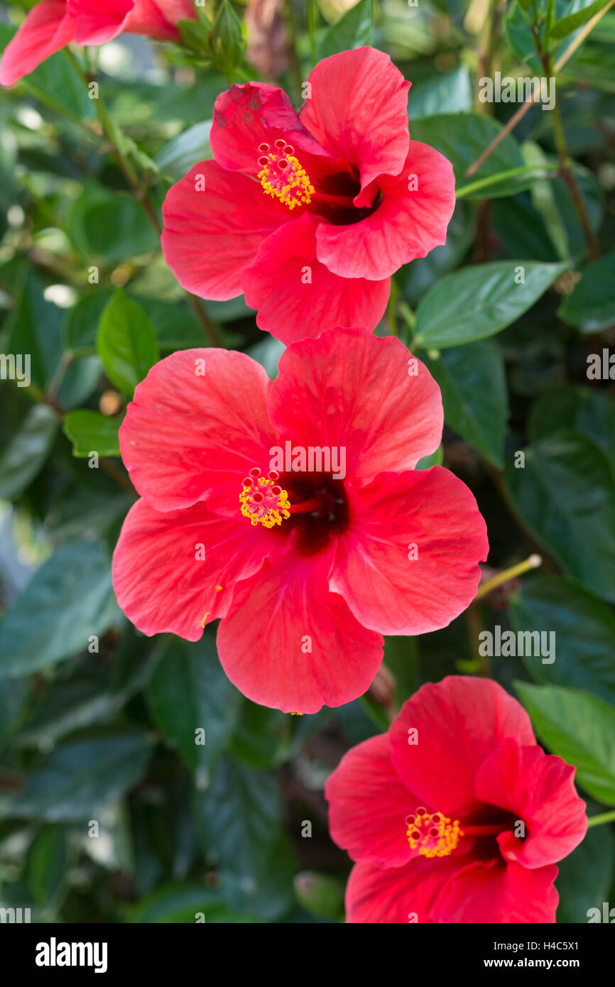Hibiscus Rosa-Sinensis (chinesischer Hibiskus, China rose, Hawaiian Hibiscus, Shoeblackplant) Stockfoto