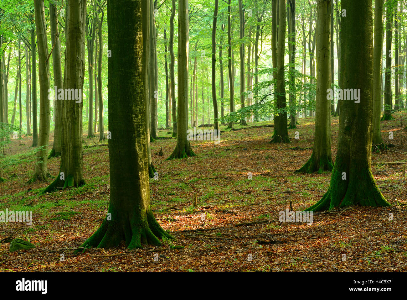 Naturnahe Buchenwälder, Stubnitz, Nationalpark Jasmund, Insel Rügen, Mecklenburg-West Pomerania, Deutschland Stockfoto