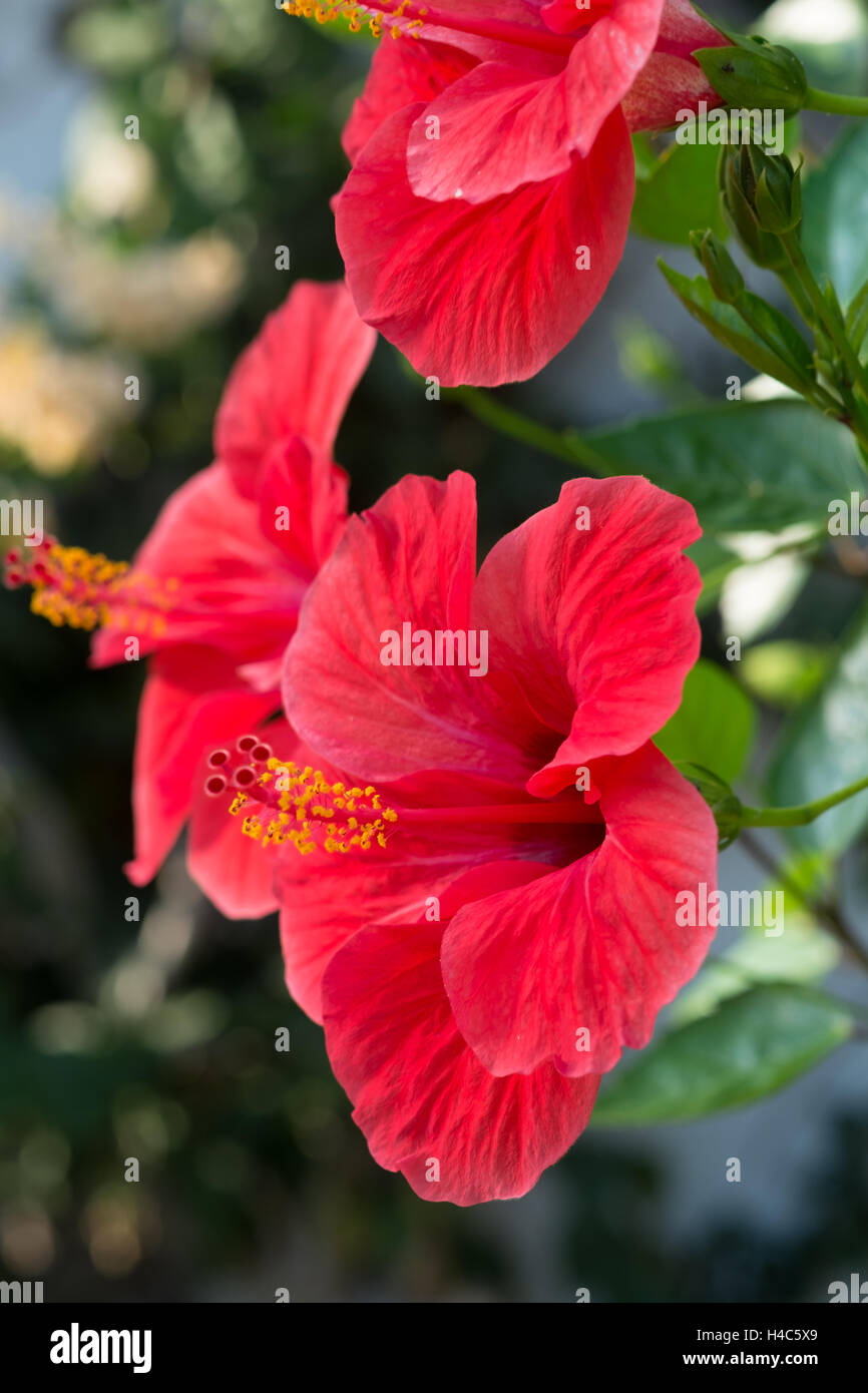Hibiscus Rosa-Sinensis (chinesischer Hibiskus, China rose, Hawaiian Hibiscus, Shoeblackplant) Stockfoto