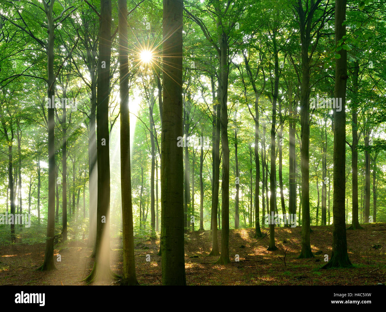 Sonnenstrahlen in die naturnahe Buchenwälder, Stubnitz, Nationalpark Jasmund, Insel Rügen, Mecklenburg-West Pomerania, Deutschland Stockfoto