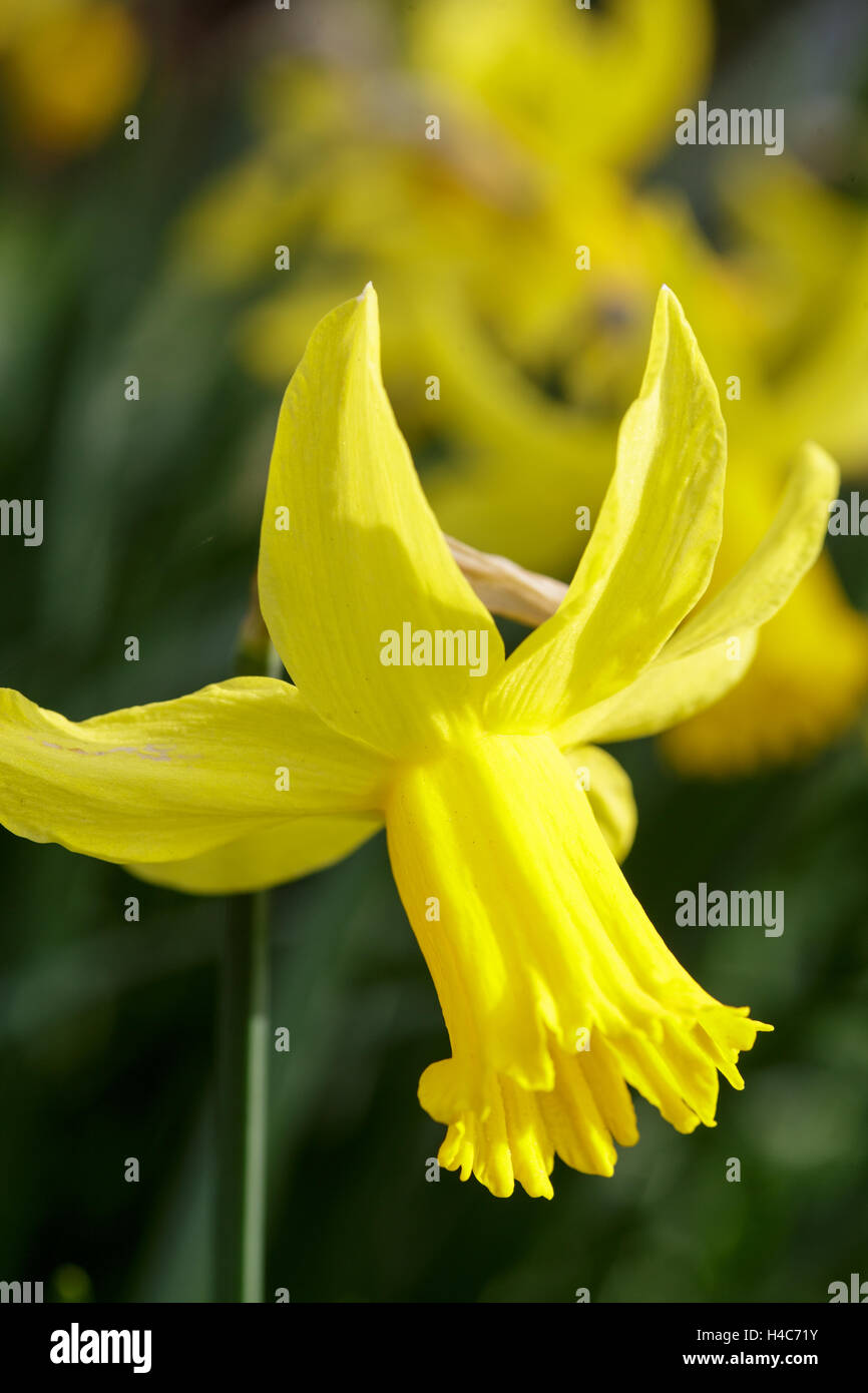 Narcissus 'Februar Gold' Stockfoto