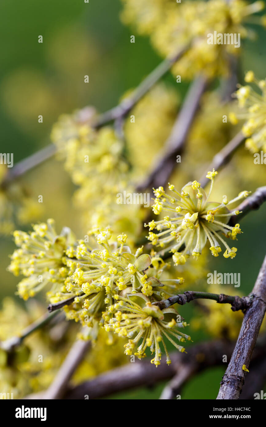 Cornus Mas (Kornelkirsche Kirsche) Stockfoto