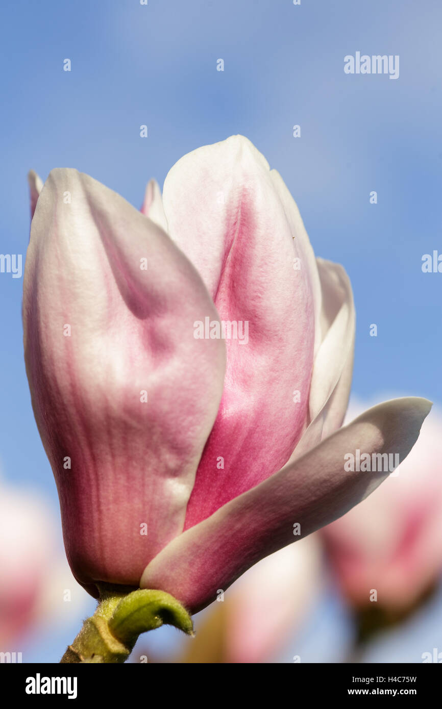 Magnolia "Pickard Perle" Stockfoto