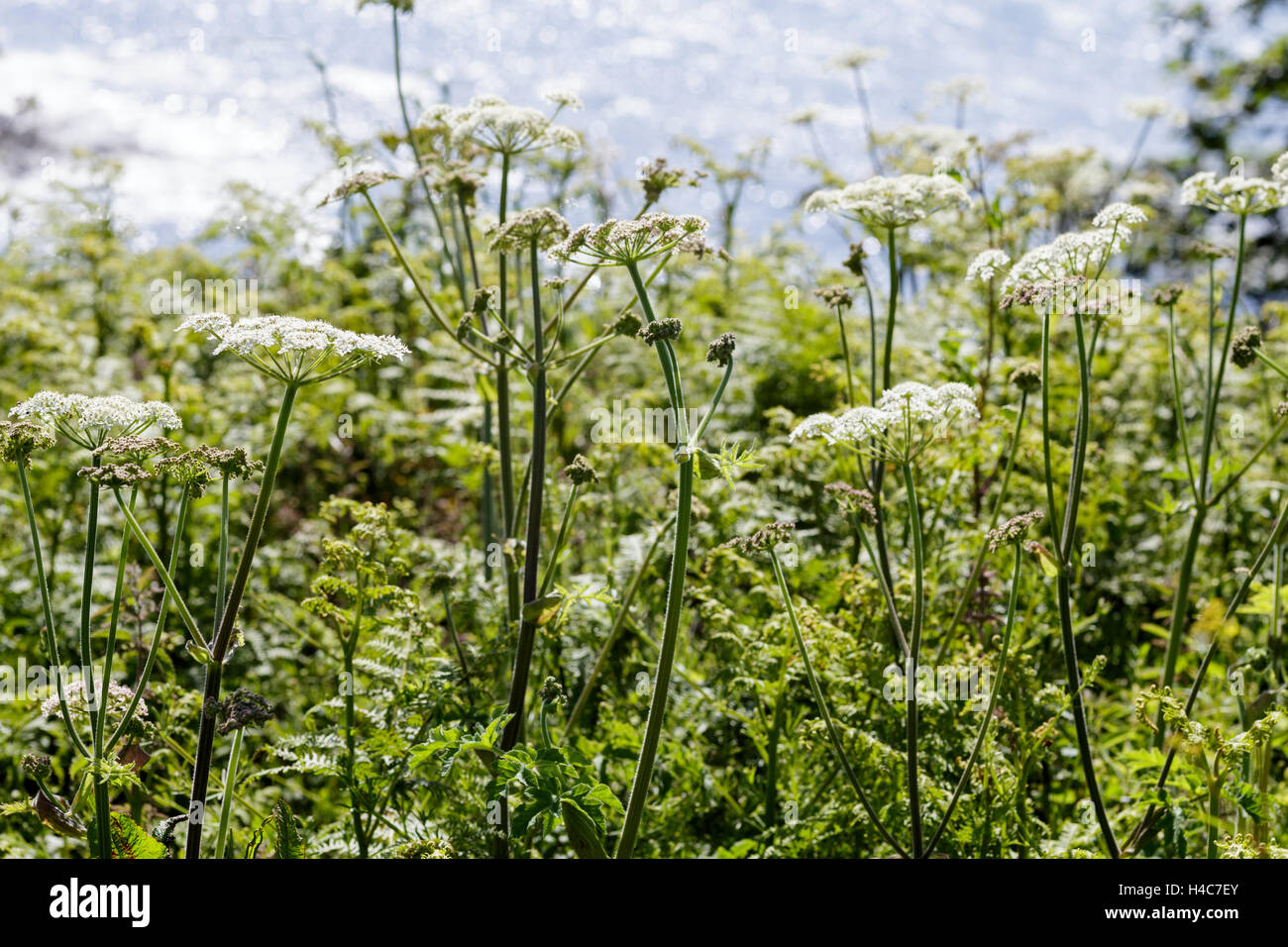 Kuh Petersilie (Anthriscus Sylvestris nahe dem Meer Stockfoto