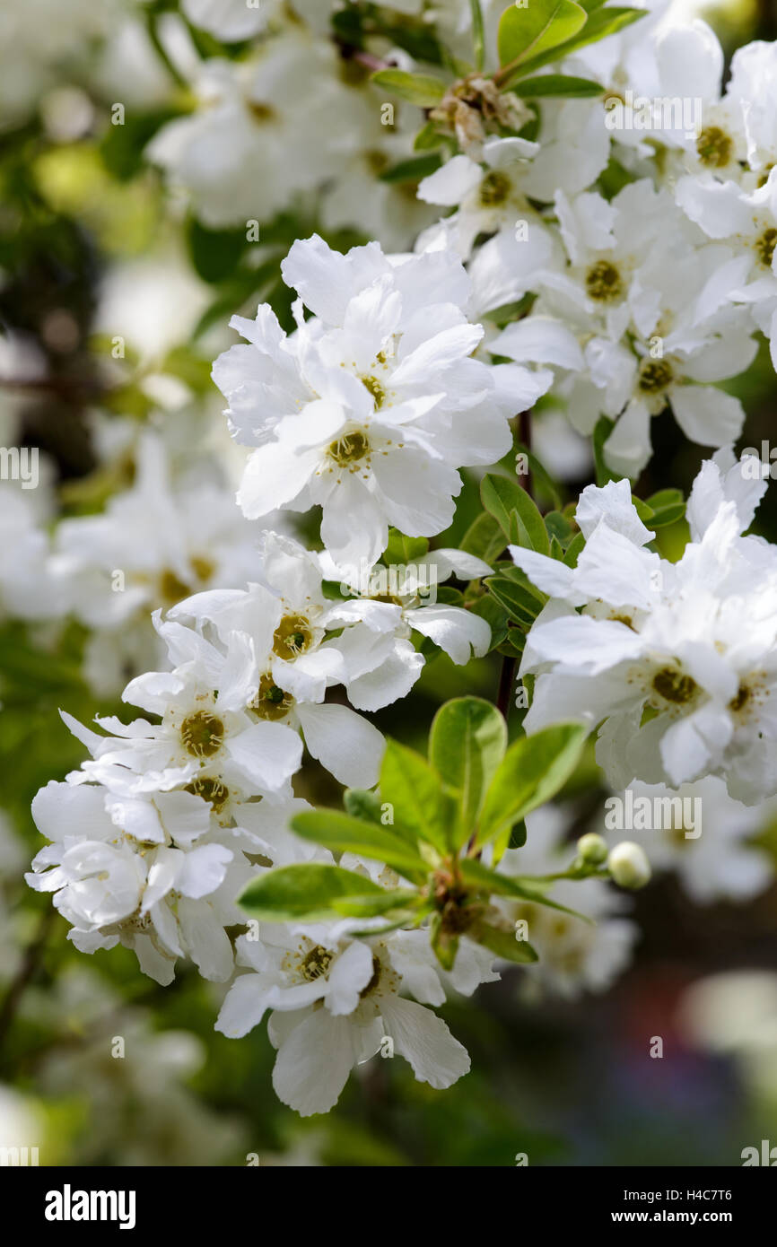 Mühle Dene Garten, Blockley, Gloucestershire, Apfelblüte im Frühsommer Stockfoto