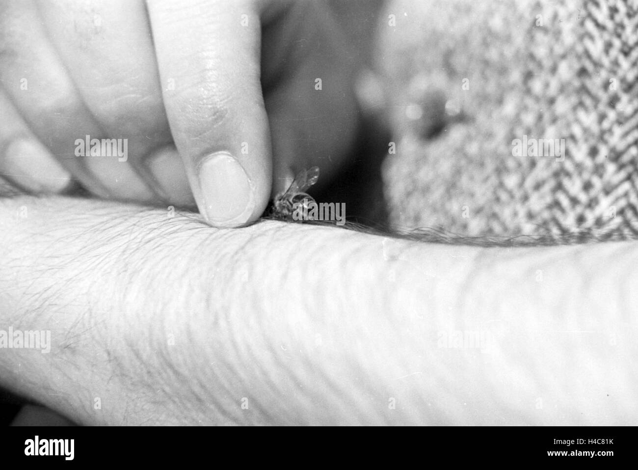 Gewinnung von Bienengift Bei der Pharmafirma Mack in Illertissen, Deutschland 1930er Jahre. Gewinnung von Bienengift bei Mack Pharmceutical Company in Illertissen, Deutschland der 1930er Jahre Stockfoto