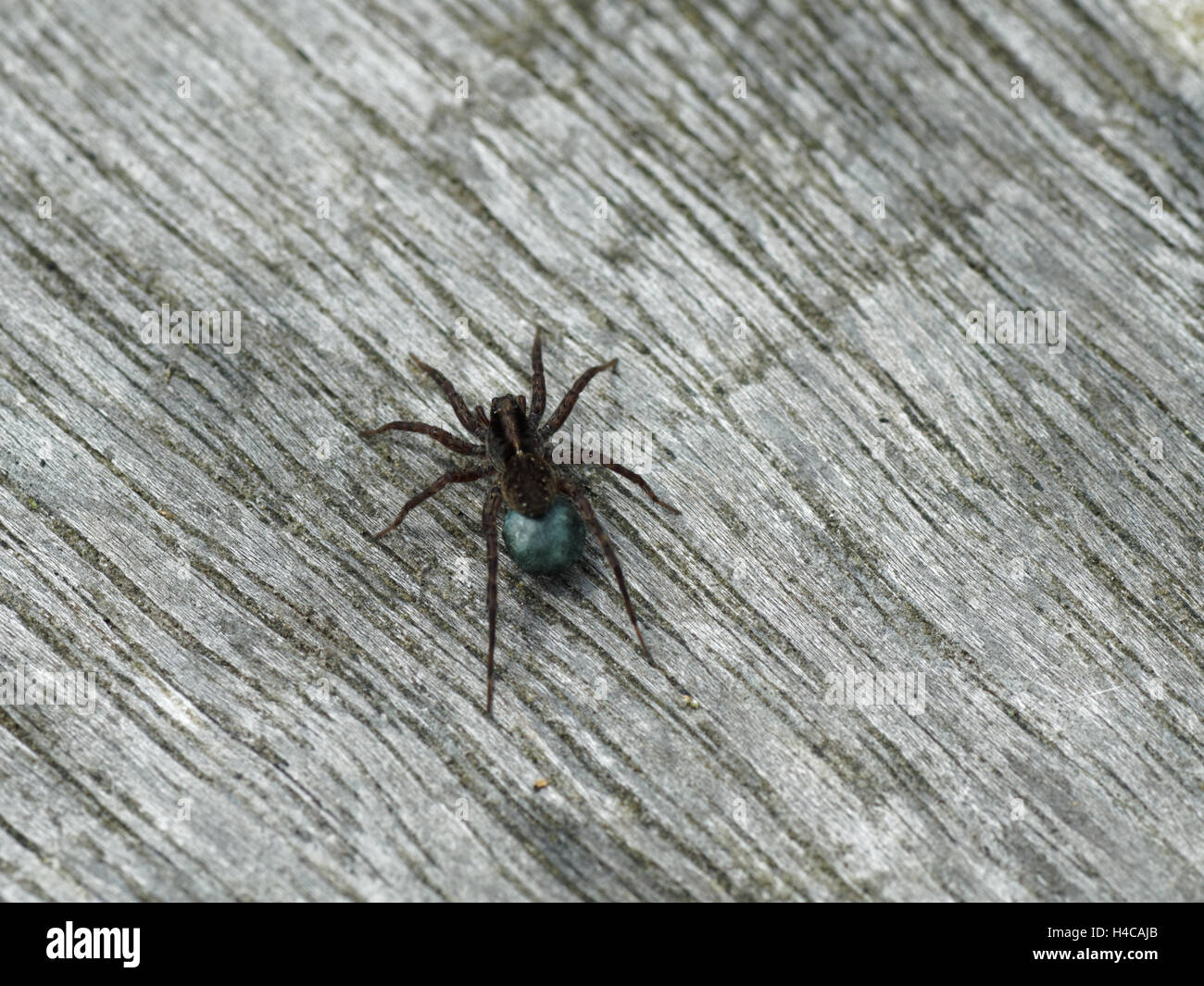 Wolf Spinne (Pardosa SP.) Ei Sac. Blaue Seide Sac mit Eiern befestigt Spinarets weibliche Spinne in der Familie Lycosidae Stockfoto