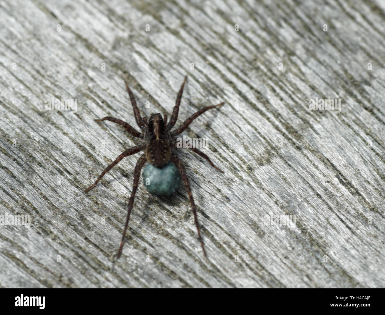 Wolf Spinne (Pardosa SP.) Ei Sac. Blaue Seide Sac mit Eiern befestigt Spinarets weibliche Spinne in der Familie Lycosidae Stockfoto