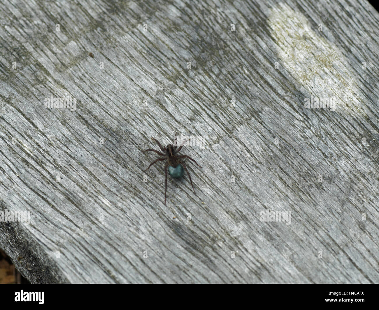 Wolf Spinne (Pardosa SP.) Ei Sac. Blaue Seide Sac mit Eiern befestigt Spinarets weibliche Spinne in der Familie Lycosidae Stockfoto