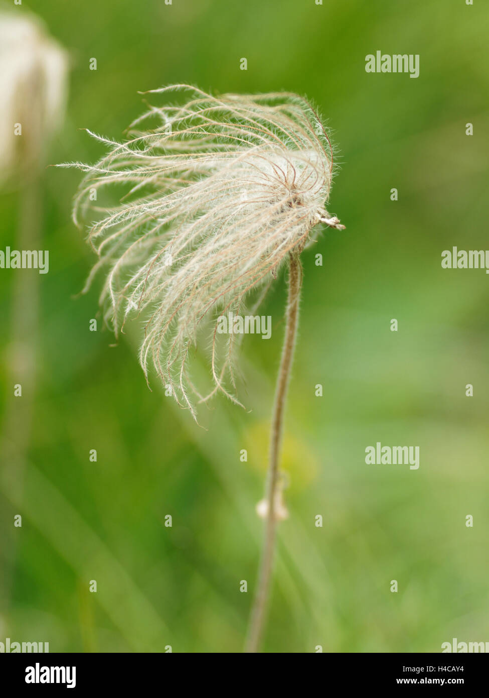 Pulsatilla Vulgaris, Kuhschelle, Alpen, Frankreich Stockfoto