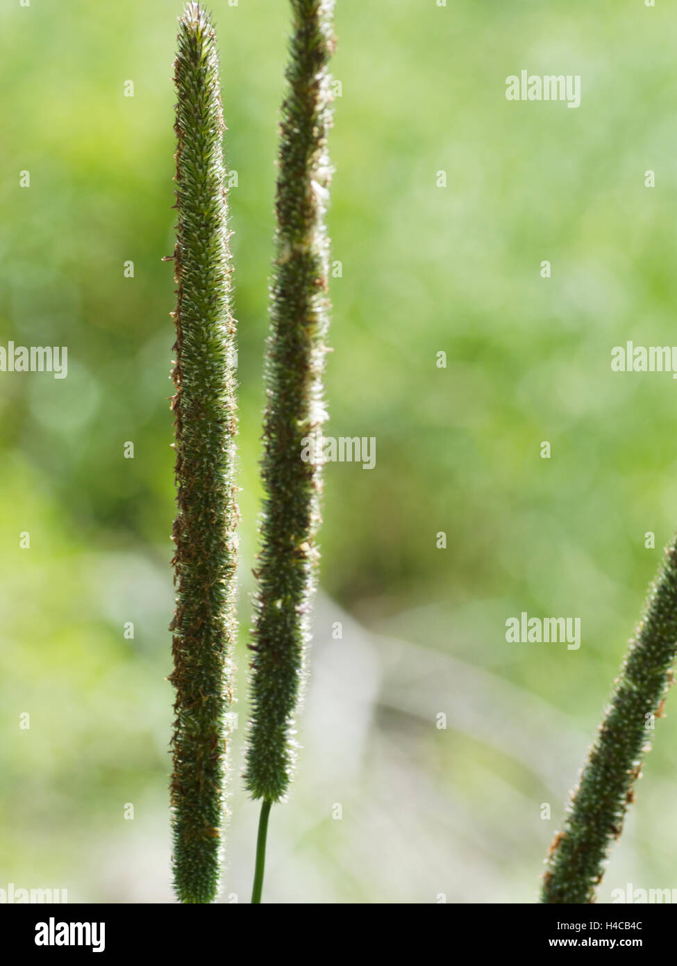 Heilpflanze Bistrot, cm, Schlange Wurzel, Polygonum Bistorta, Alpen, Frankreich. Stockfoto