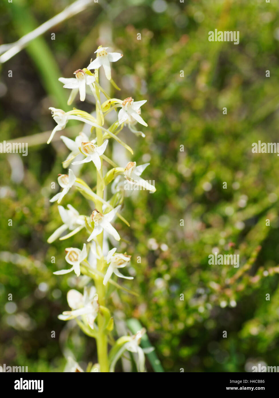 Weißer weniger Schmetterling Orchidee (Platanthera Bifolia), Alpen, Frankreich Stockfoto