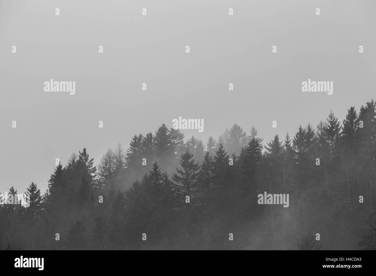 Nadelwald im Nebel Stockfoto
