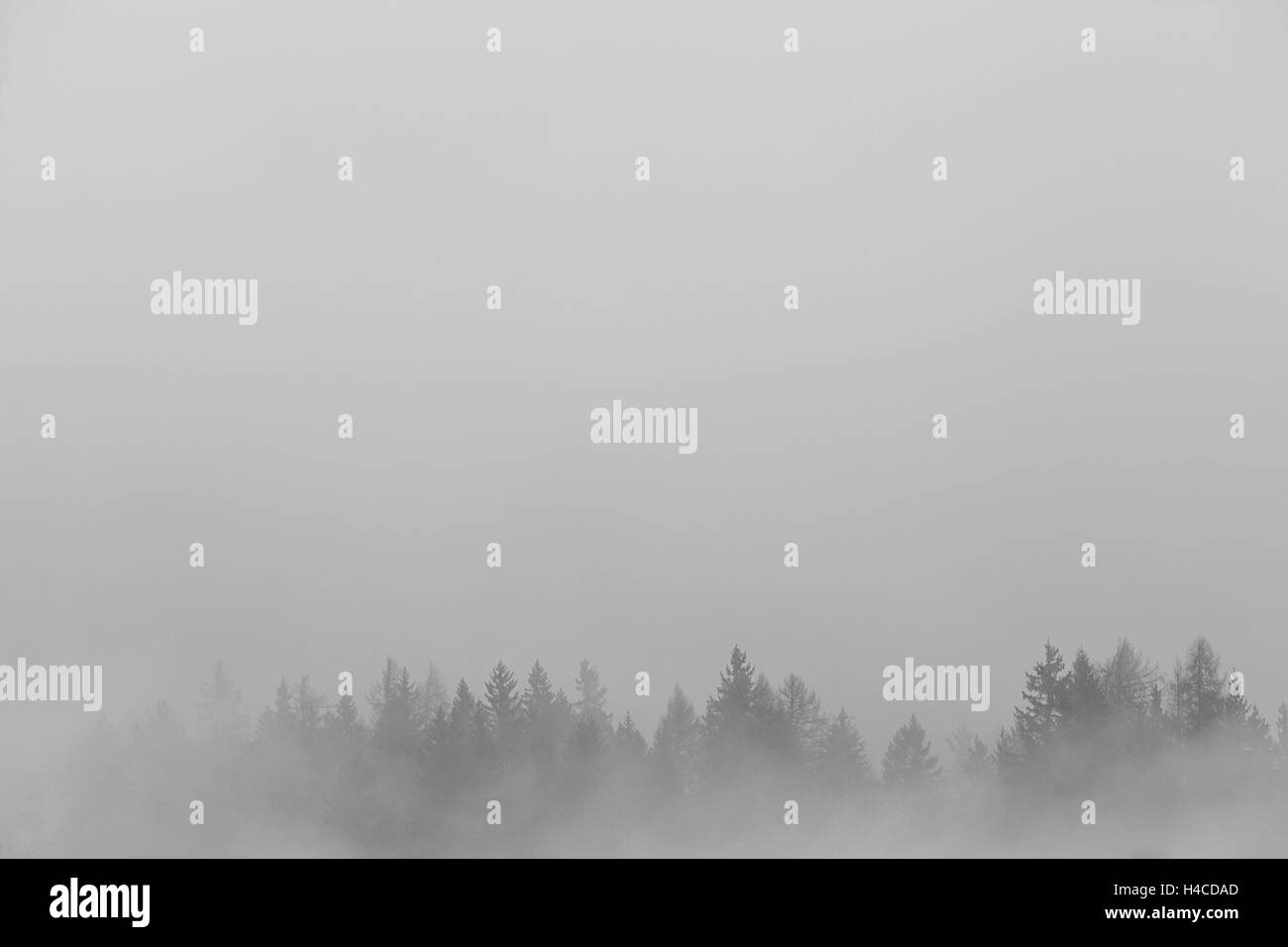Nadelwald im Nebel Stockfoto
