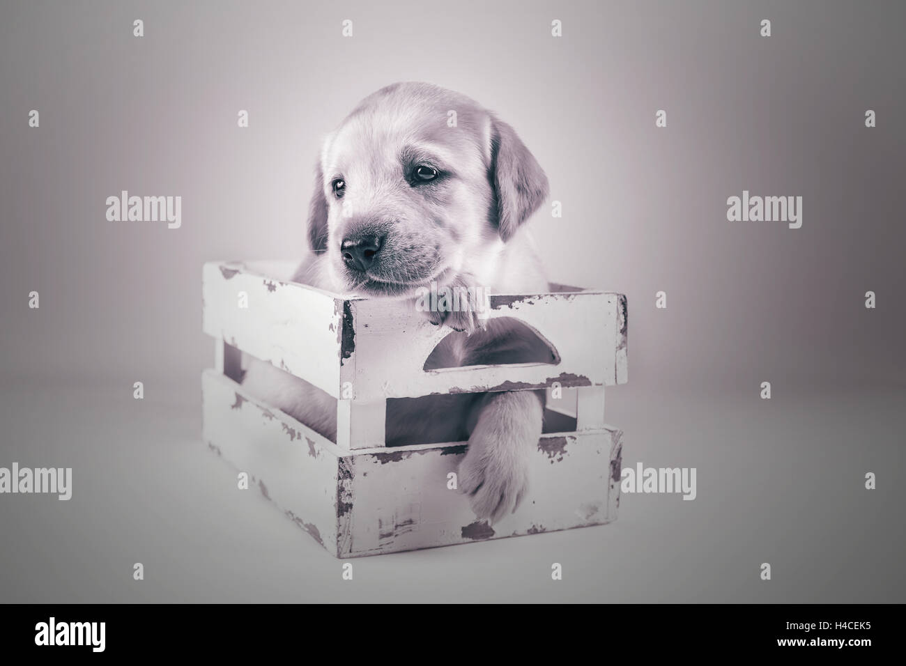 kleiner Hund sitzen in einer box Stockfoto