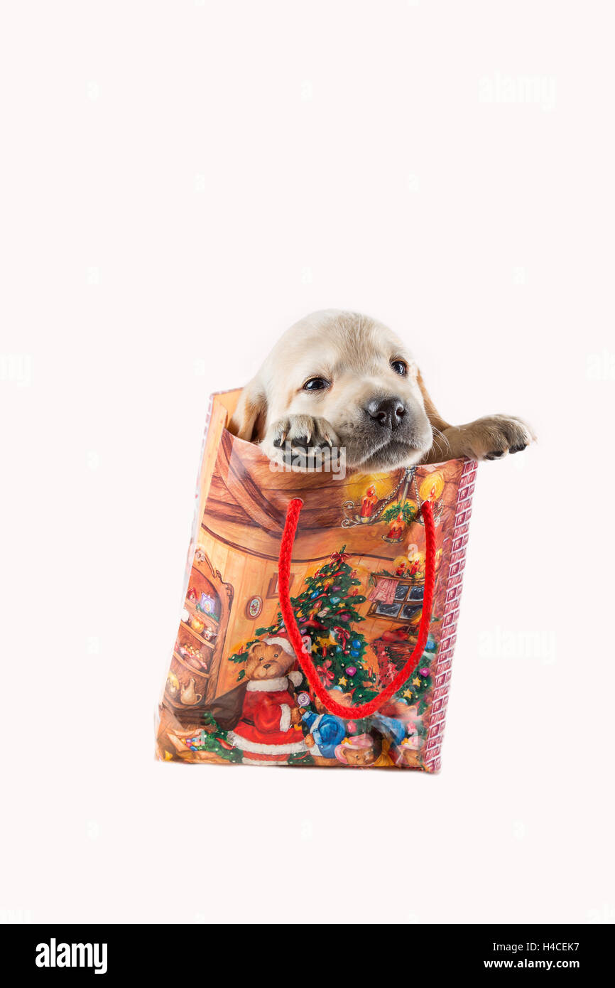 kleiner Hund sitzen in einer Tasche Stockfoto