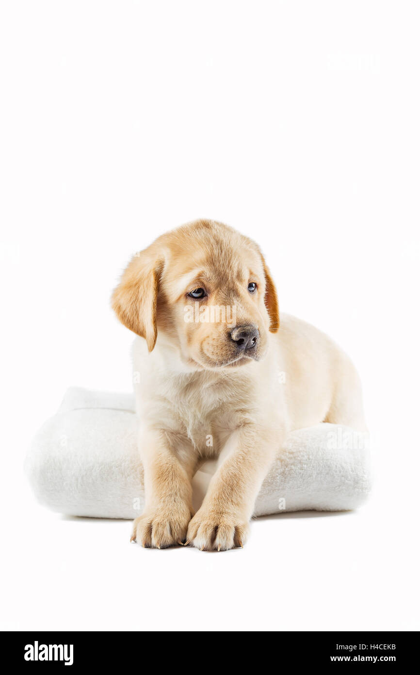 kleiner Hund auf einer Decke sitzen Stockfoto