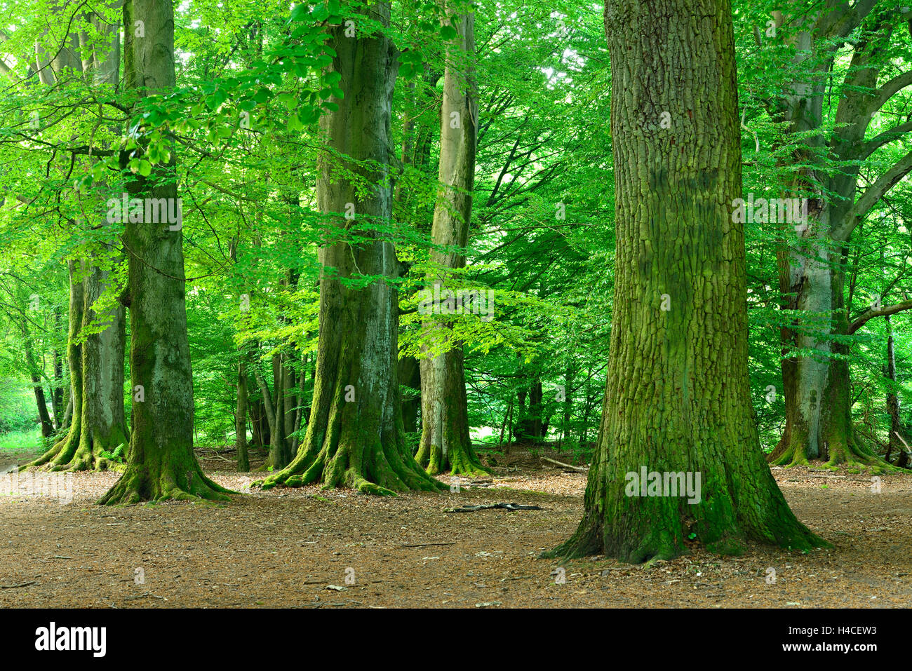 Alten gigantischen buchen und Eichen in einem ehemaligen Waldweide (pastorale Wald), Sababurg, Nordhessen, Hessen, Deutschland Stockfoto