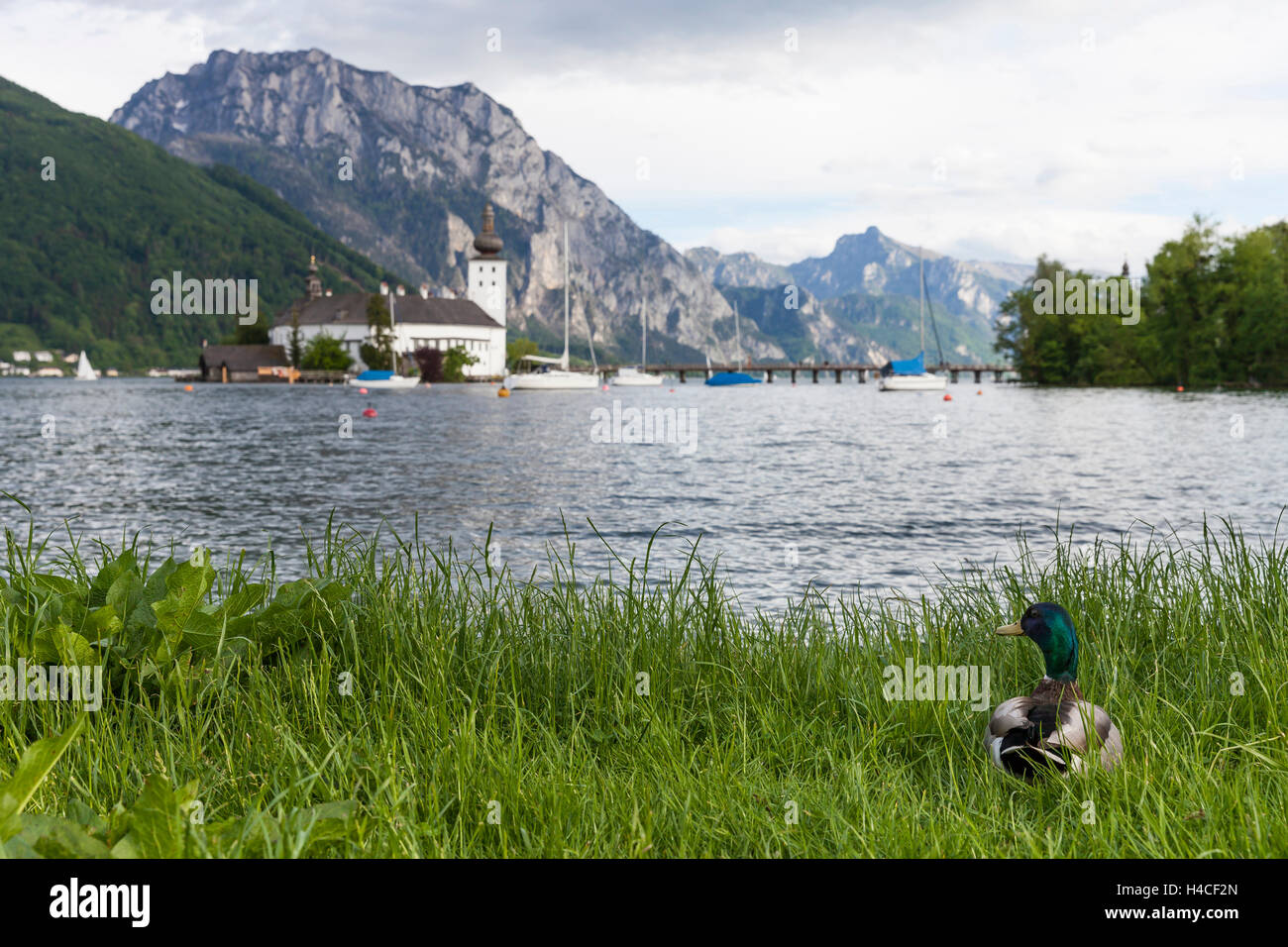 Ente auf der Suche nach Schloss Orth, Traunsee, Gmunden, Salzkammergut, Oberösterreich, Österreich, Stockfoto