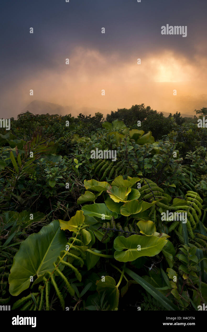 Guadeloupe, Frankreich, Karibik, Feuer, Insel, Vulkan, Berge, Vegetation, Wolken, Stimmung, Nebel, Sonnenuntergang, Stockfoto