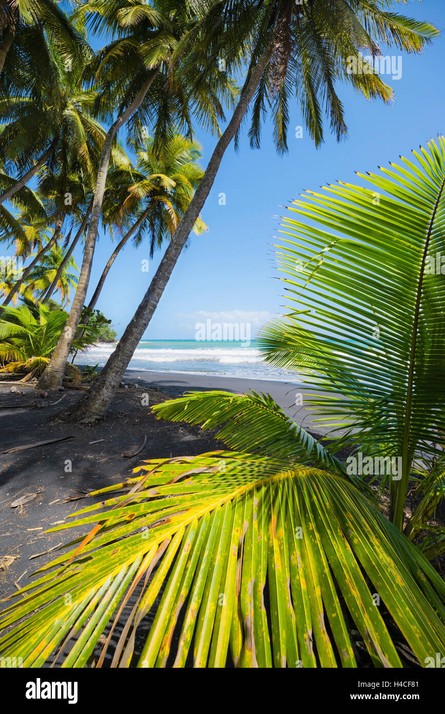 Guadeloupe, Frankreich, der Karibik, Insel, Strand, Sand, schwarz, Lava, Meer, Wellen, Palmen, Stockfoto