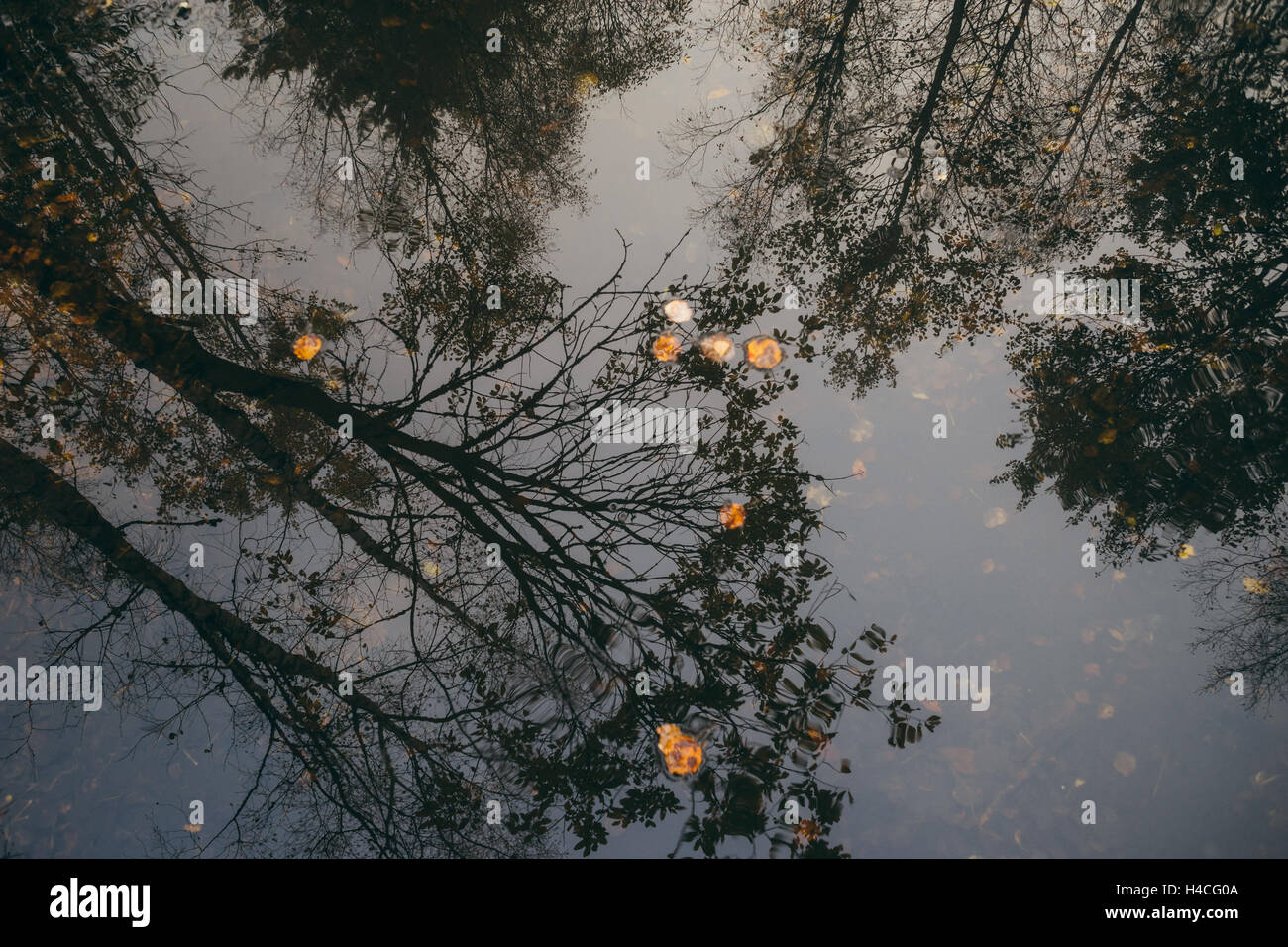 Blattlose Bäume Reflexion über die Wasseroberfläche, späten Herbst Konzept Stockfoto