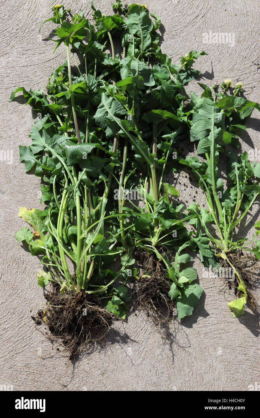 Sonchus Oleraceus oder auch bekannt als Sow Thistle mit Wurzeln Stockfoto