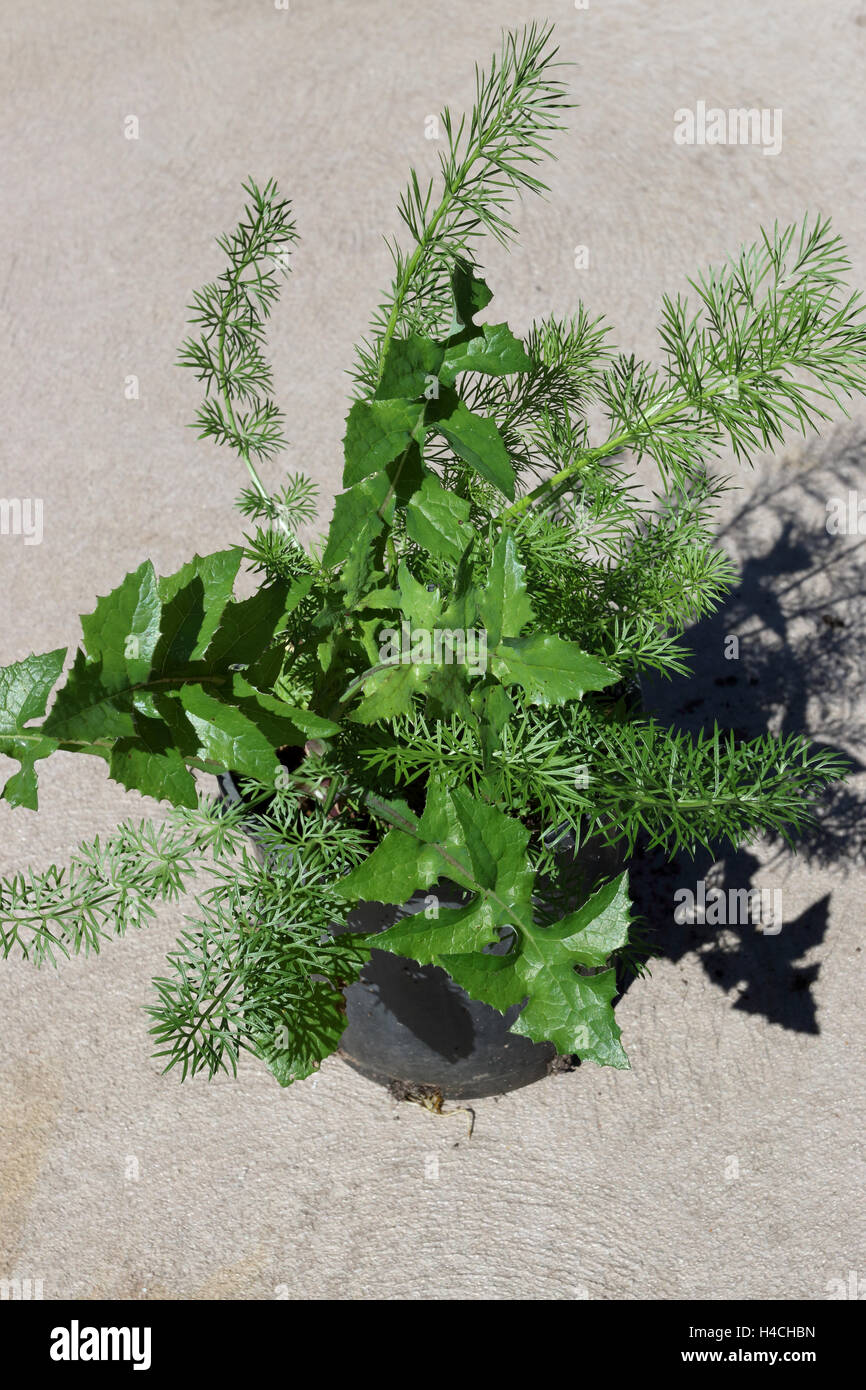 Taraxacum Officinale und Spargel Farn - Spargel Aethiopicus wächst in einem Topf Stockfoto