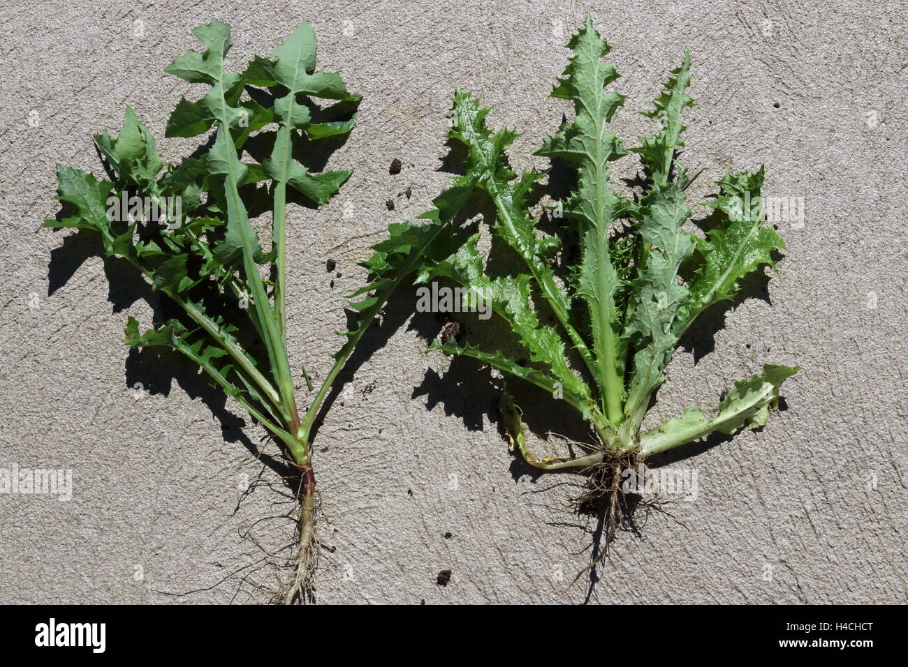 Stachelige oder grobe Sow Thistle - Sonchus Asper Vollpflanzen Stockfoto