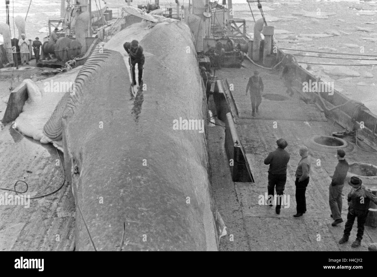 Sterben Sie Männer Eines Fabrikschiffs der Deutschen Walfangflotte Arbeiten Sich Durch Den Kadaver Eines Wals, 1930er Jahre. Die Besatzung eines Schiffes der Fabrik von der deutschen Whalung Fletis arbeiten auf den Kadaver eines Gejagten, Wals, 1930er Jahre Stockfoto