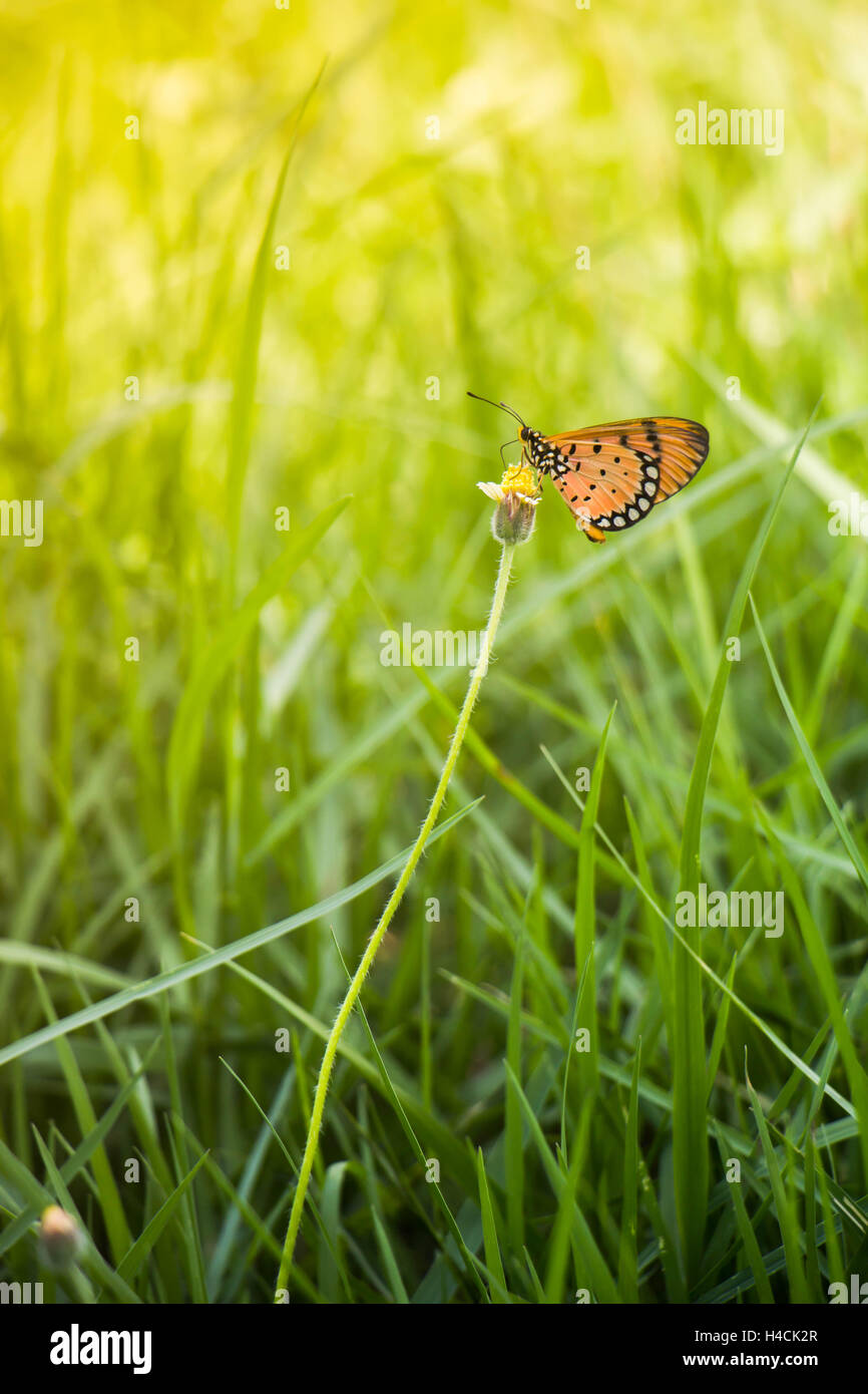 orange Schmetterling auf wilde Blume im Feld bei Abendsonne. Natur im freien Herbst Vintage Foto Stockfoto