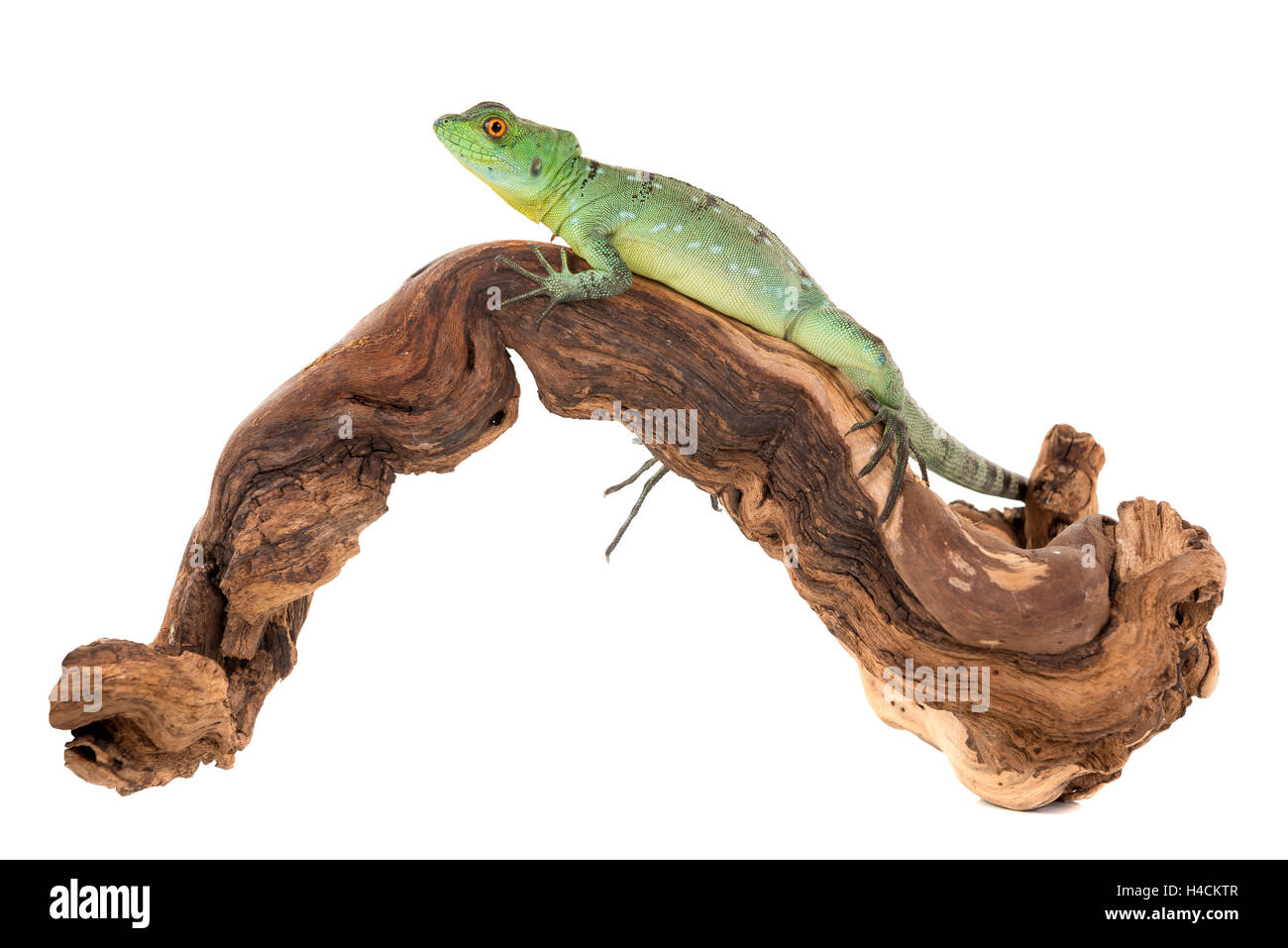 Baby grün Basilisk in einem weißen Hintergrund isoliert Stockfoto